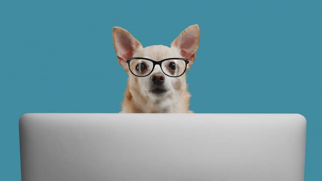Portrait of smart puppy dog of the terrier breed office worker. Dog is looking at laptop on a blue background. Free space for text. Transparent chroma key footage with alpha channel