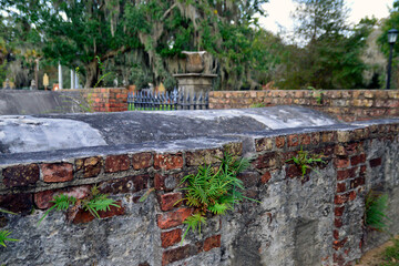 Old brick and tabby elevated table stone vault with plants growing out of it in a cemetery in...