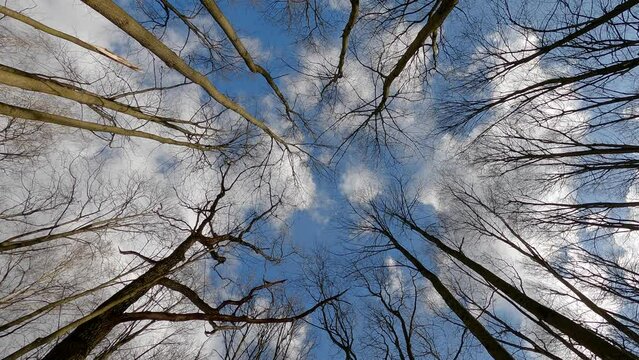 The trunks of bare trees rising up to a beautiful blue cloudy sky shooting from below . A bottom view of bare, leafless trees going up against a blue sky with white clouds. Forest landscape of nature