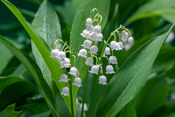 Convallaria majalis. Lily of the valley blooming in the spring forest. - 565181293