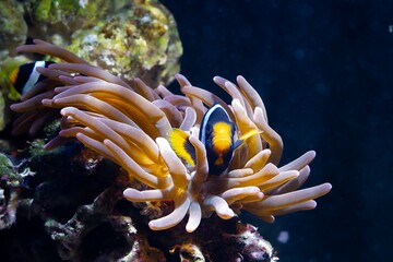 Clark's anemonefish hide in bubble tip anemone, fluorescent animal move tentacles and protect tender fish, live rock stone reef marine aquarium require professional experience, LED blue low light