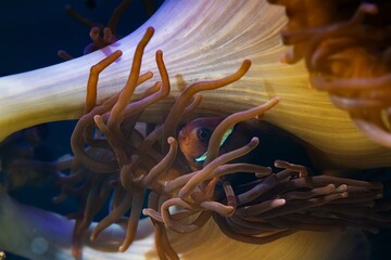 tomato clownfish hide in bubble tip anemone, fluorescent predator animal move tentacles in flow and...