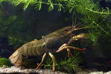narrow-clawed crayfish crawl on sand gravel substrate with claws, eat detritus and algae in planted...