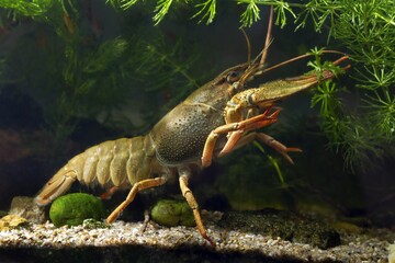 narrow-clawed crayfish inspect hornwort with claws on sand gravel substrate, planted biotope aquarium, wild caught domesticated freshwater species, highly adaptable invasive animal, dark background