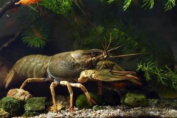 narrow-clawed crayfish female walk on sand gravel substrate in planted biotope aquarium, wild caught domesticated freshwater species, highly adaptable invasive animal, disorder design, dark background