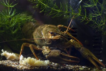 narrow-clawed crayfish eat dinner on sand substrate in planted biotope aquarium, wild caught...