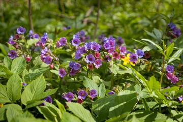 wild pink and blue Suffolk lungwort flower, sunny desolate meadow in forest thicket, herbal...