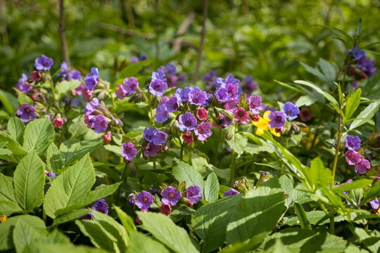 wild pink and blue Suffolk lungwort flower, sunny desolate meadow in forest thicket, herbal medicine pagan herb, blurred background, spring awakening rural ecotourism, peace and freedom header