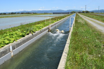 農業用水路 山形県庄内