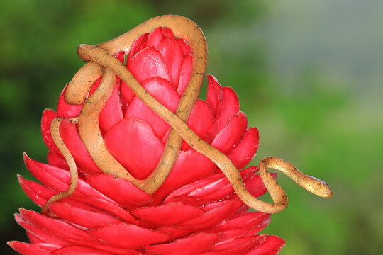 Plain blunt-headed tree snake, Imantodes inornatus, Costa Rica 