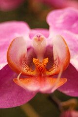 Fototapeta na wymiar Bird in Orchid Close-up 4