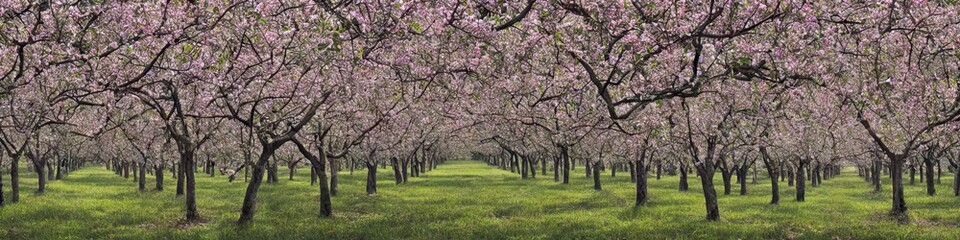 Obraz premium Panoramic image of an orchard of trees. Green grass and thin foliage on strong trees
