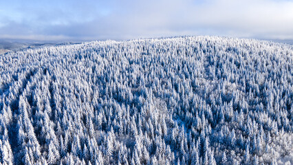 Aerial view of the boreal forest on a cold winter day