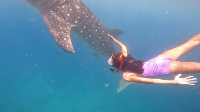 A woman in a pink swimsuit underwater swims next to a whale shark. A female amateur diver is excited to meet a whale shark speckled underwater. A whale shark speckled and a woman diver underwater.
