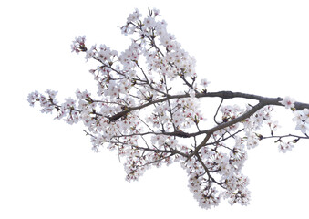 Cherry blossoms on a white background.