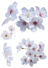 Cherry blossoms on a white background.