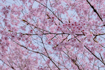 風景素材　春の晴れた日の綺麗な桜