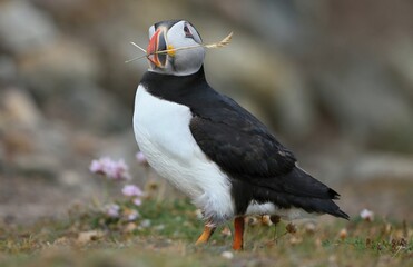 Atlantic puffin, Fratercula artica, Shetland Islands