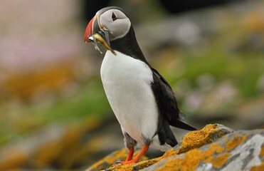 Atlantic puffin, Fratercula artica, Shetland Islands