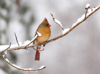 female cardinal in snow