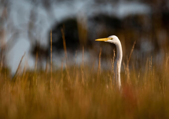 Not Quite Hidden