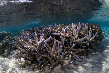 Coral reef, Heron Island Australia