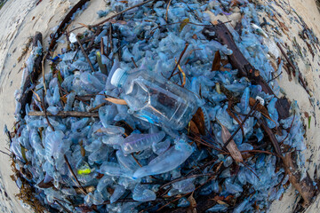 Bluebottles by the Sea, Sydney Australia