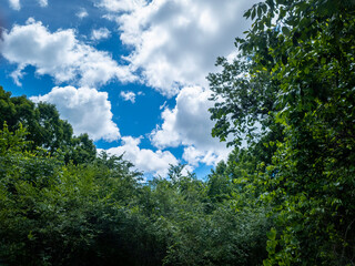 clouds over the forest