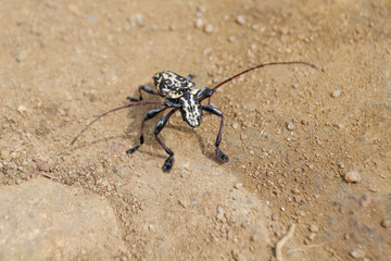 Beetle Serra-Pau