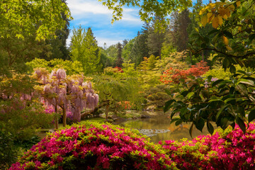Beautiful, lush garden scene at Seattle Japanese Gardens in springtime

