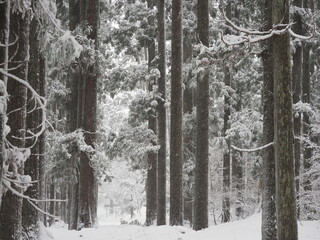 雪の積もった森の中の神社