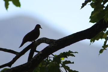 Bird Silhouette 2