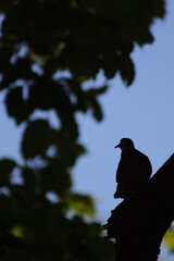 Bird Silhouette 1
