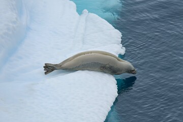 seal slipping into the water from an iceberg