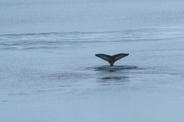 Fototapeta premium whale tail in the sea