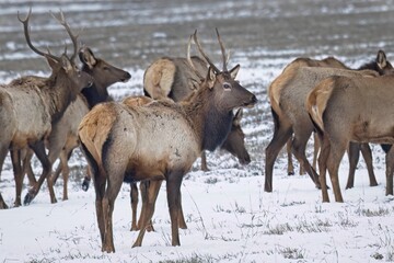 Young elk buck in a herd.