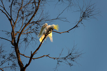 Sulphur-Crested Cockatoo (Cacatua galerita)