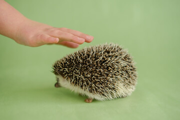 African pygmy hedgehog. Hedgehog and a childs hand on a green background. The child strokes the hedgehog. Interaction communication between man and hedgehog. Child and pet.