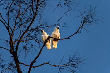 Sulphur-Crested Cockatoo (Cacatua galerita)