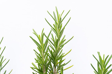 textured rosemary branch on white background