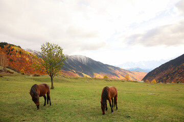 Fototapeta na wymiar Brown horses grazing on meadow in mountains outdoors. Beautiful pets