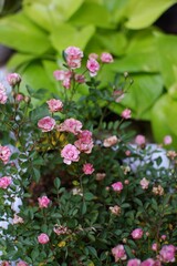 Selective focus of mini pink rose flowers in the garden 
