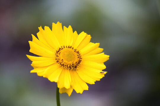 Yellow flower in the sunshine