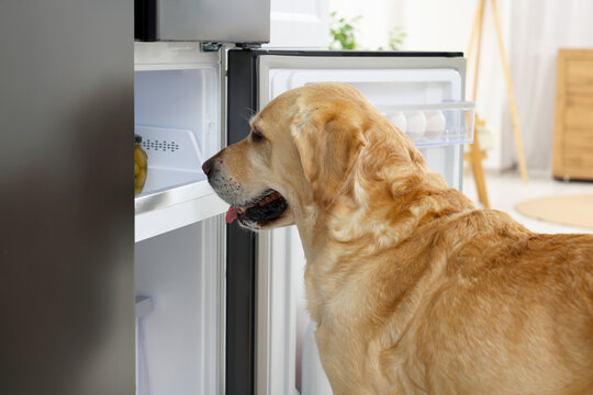 Cute Labrador Retriever seeking for food in refrigerator indoors