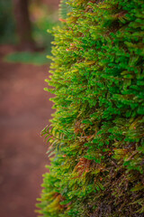 Moss on the tree