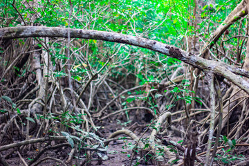 ROOTS