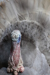 Turkey