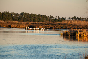 A Squadron Of White Pelicans In The Marsh Waters Of Louisiana.