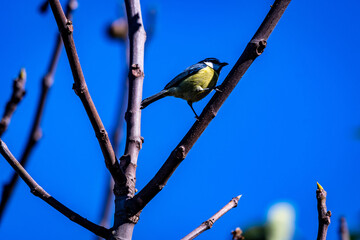Pájaro comiendo en la rama de un árbol.