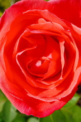 Beautiful red rose flower and green leaf on the vine in the winter of Florida